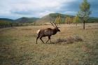 Maralhirsch im Gatter